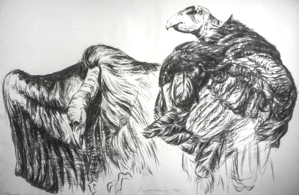 Birds - drawing by Harriet Feigenbaum