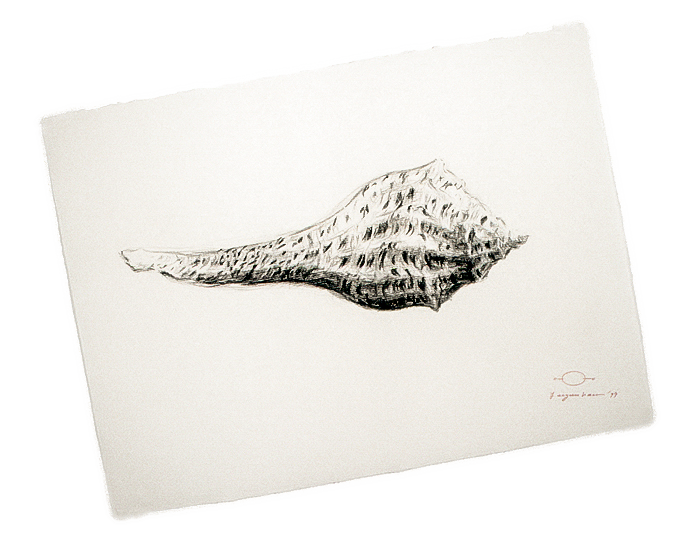 Shells - drawing by Harriet Feigenbaum